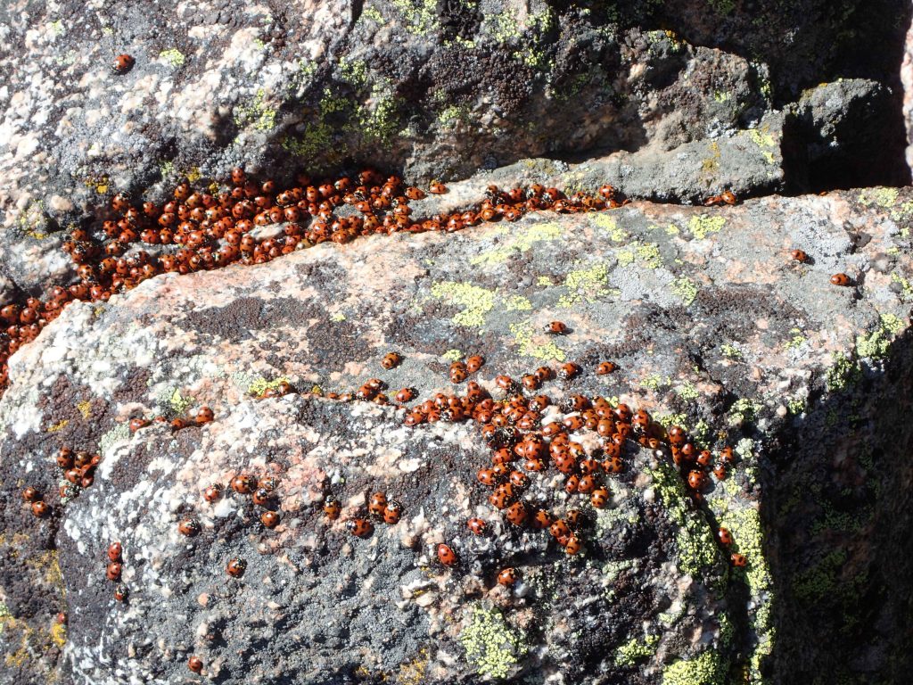 Summit Ladybugs