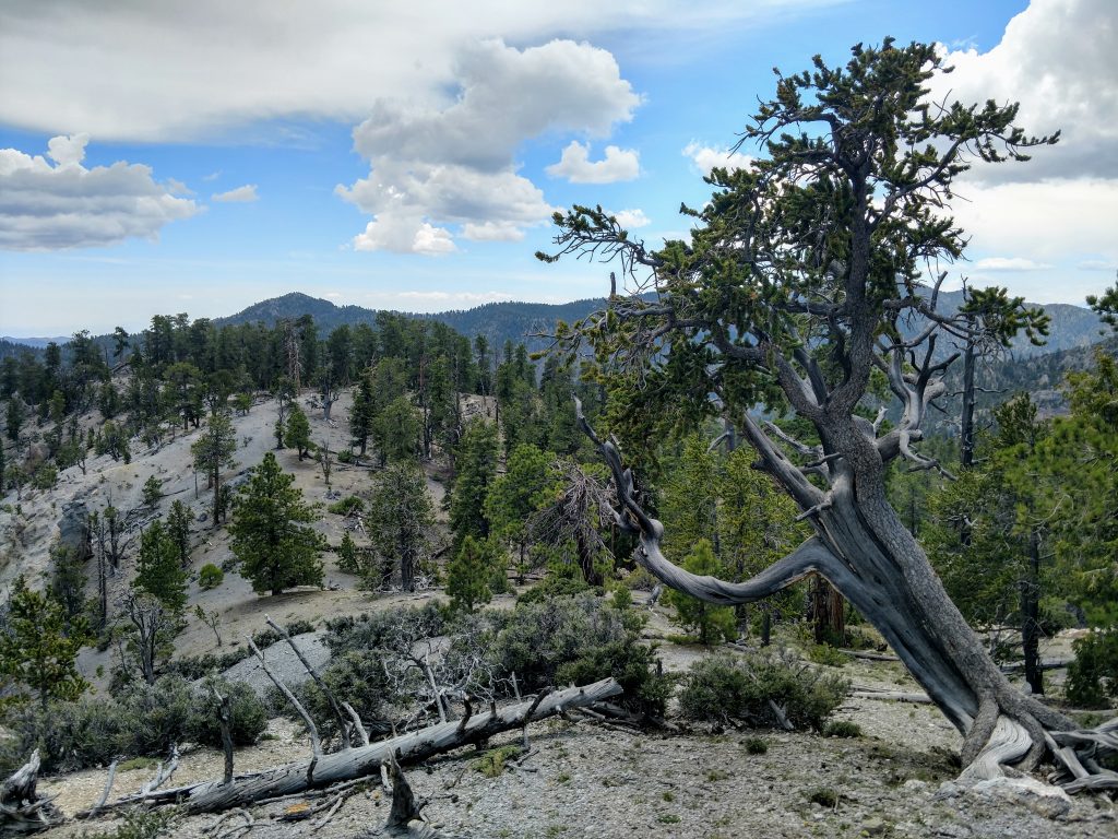 Great basin bristlecone pine