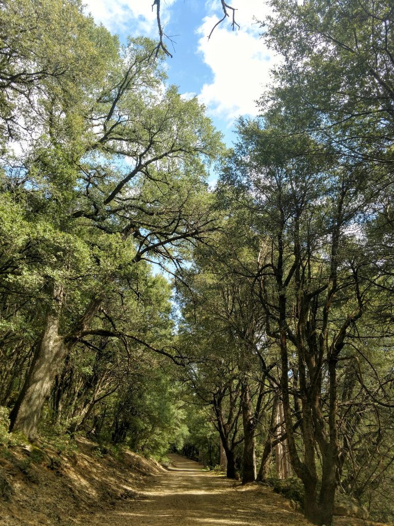 Old Growth Canyon Live Oak Forest