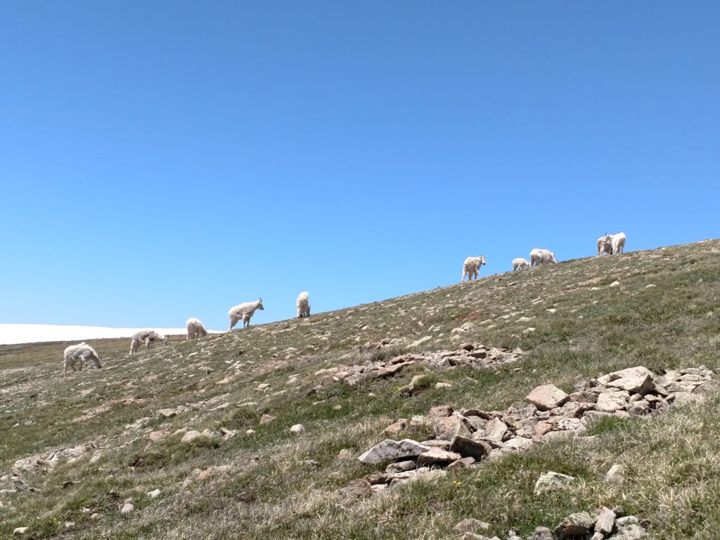 Mountain Goats Mt Peale 