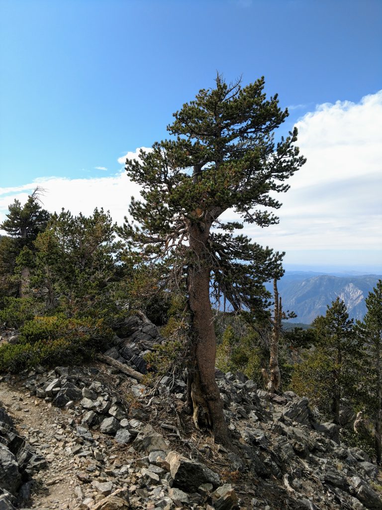 San Bernardino Ridge Trail