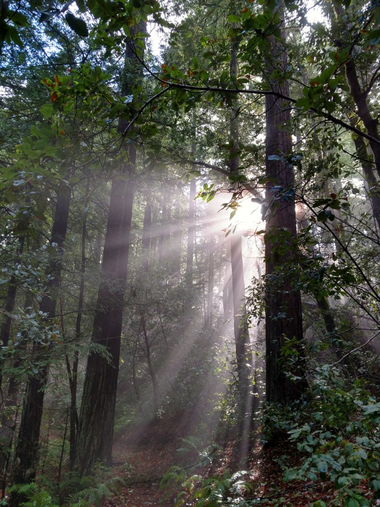 Hike in purisima Creek redwoods park