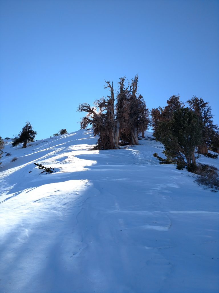 telescope peak bristlecone pine forest
