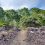 Pu’u O’o Trail and Powerline Road: Old Growth Forest Hike on Hawaii’s Big Island